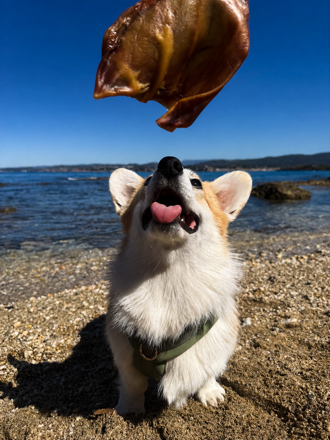 Oreilles de porc pour chien