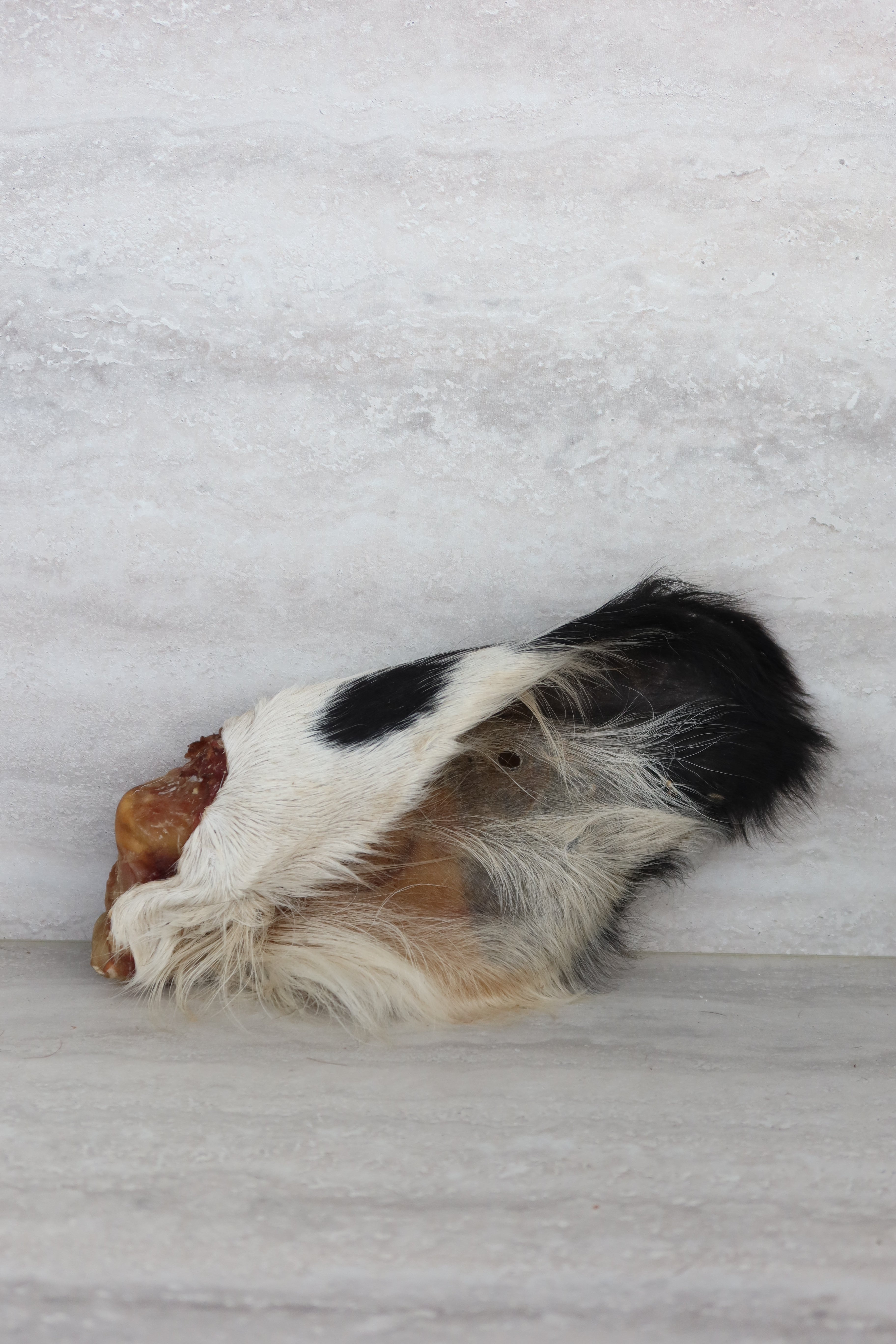 Oreille de boeuf avec poils - pour chien