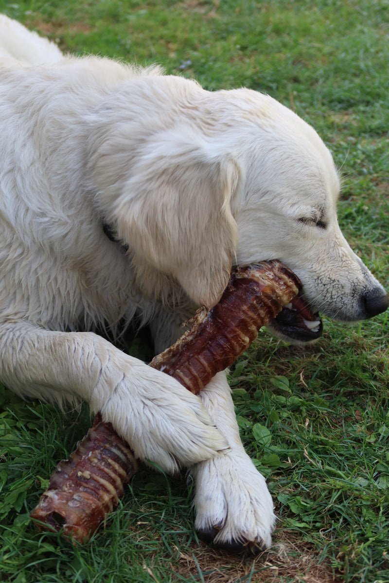 Trachées de boeuf 100g - pour chien