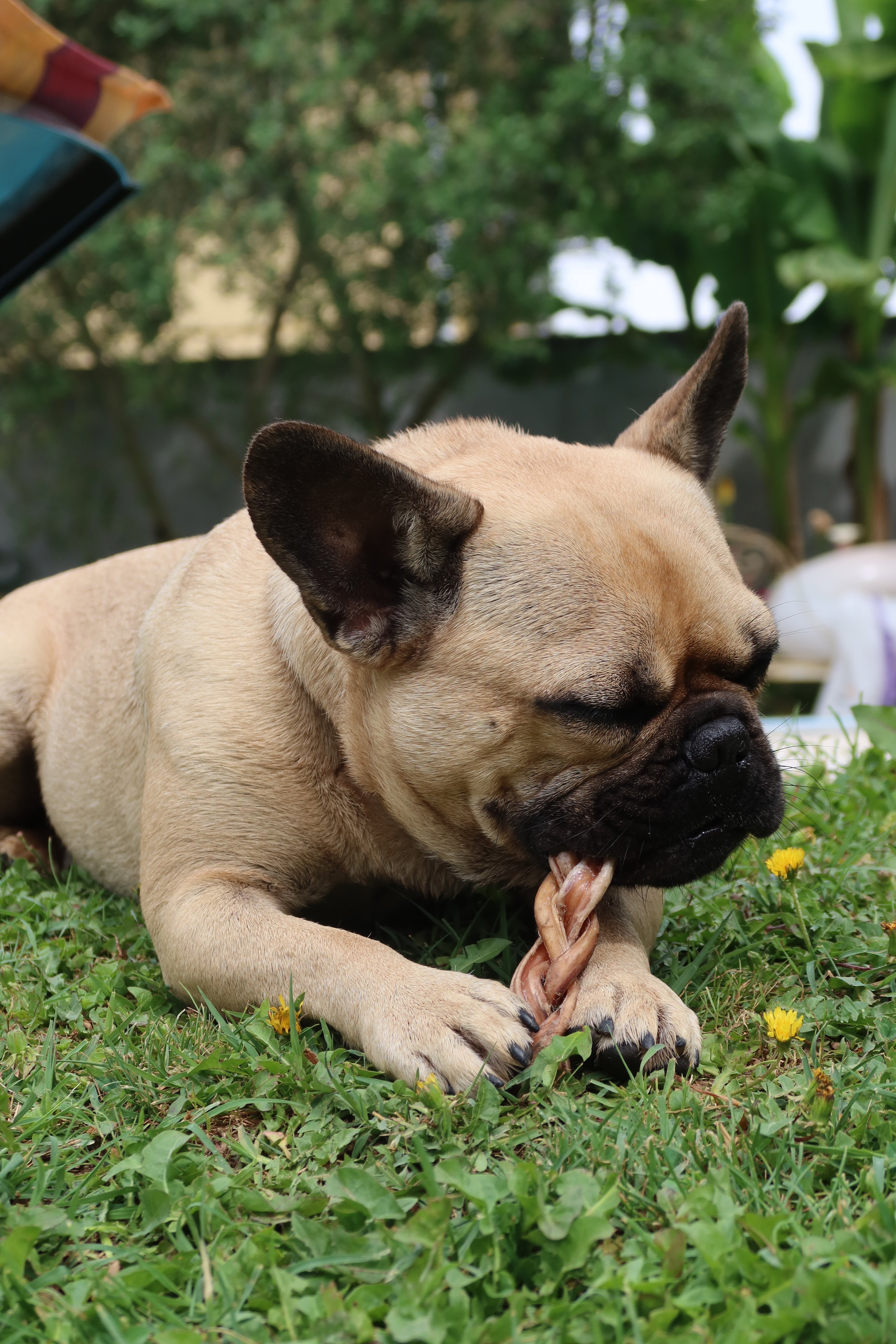 Nerf de Boeuf Tressé - pour chien