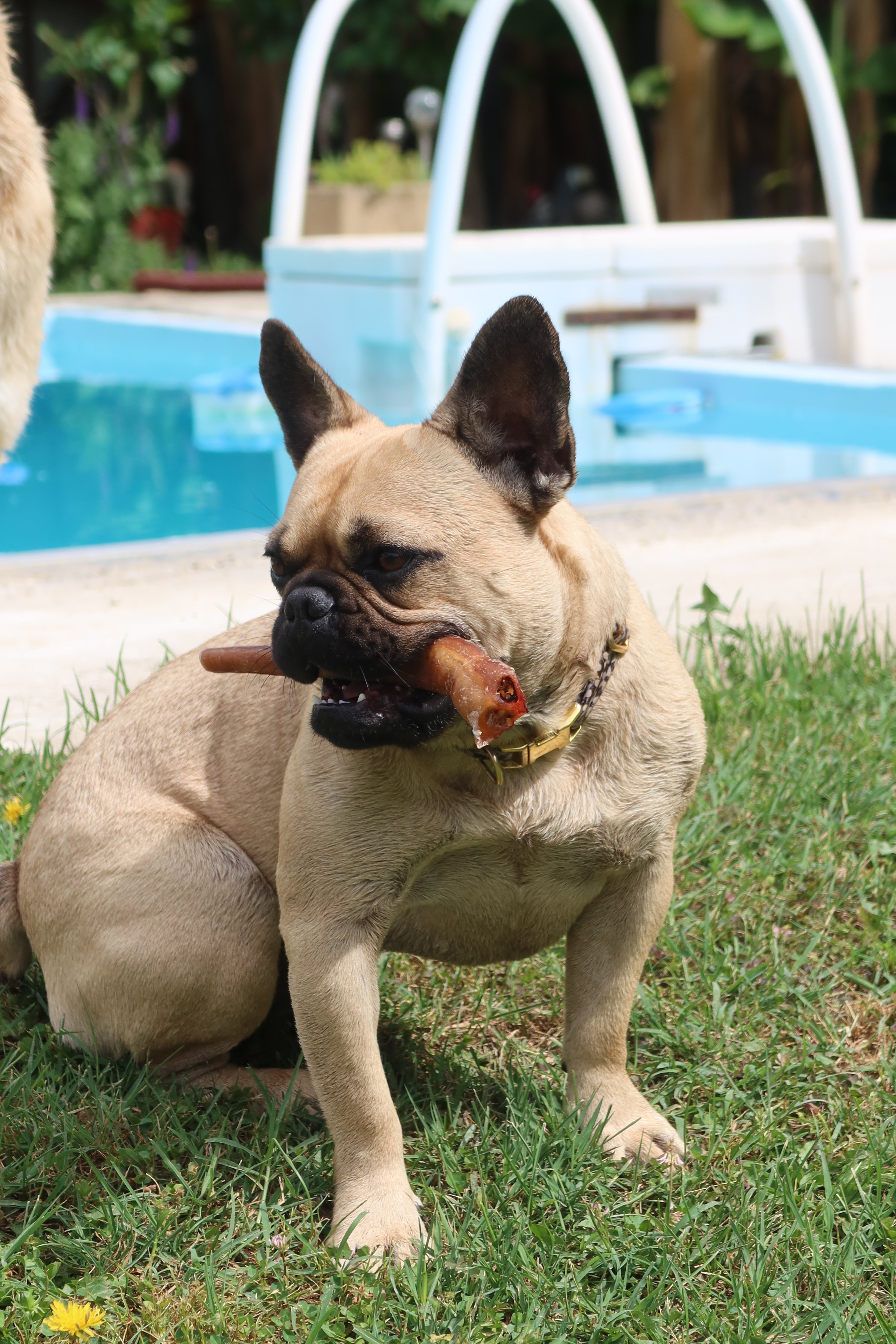 Nerf de Boeuf 20cm - pour chien