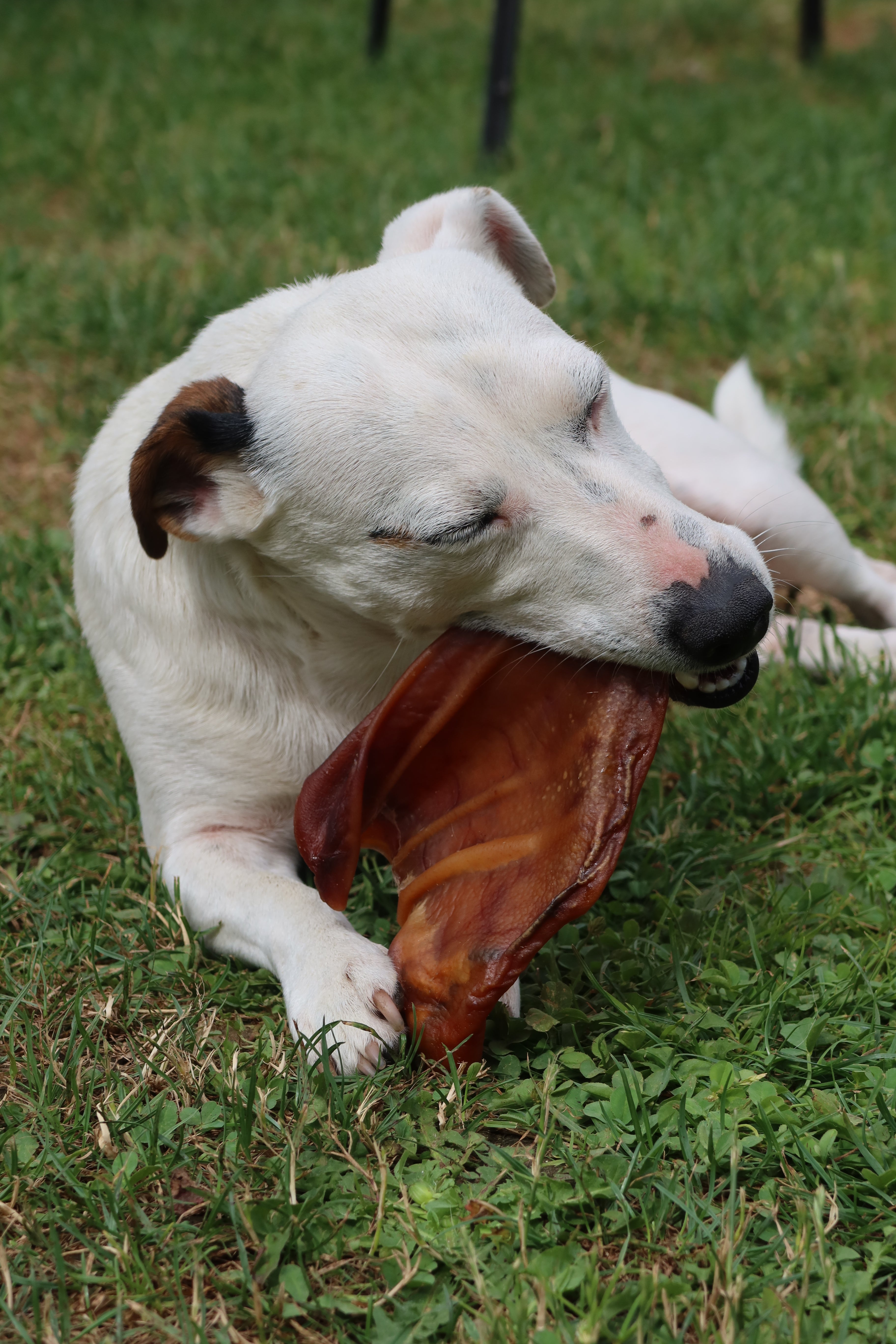 Oreilles de porc pour chien