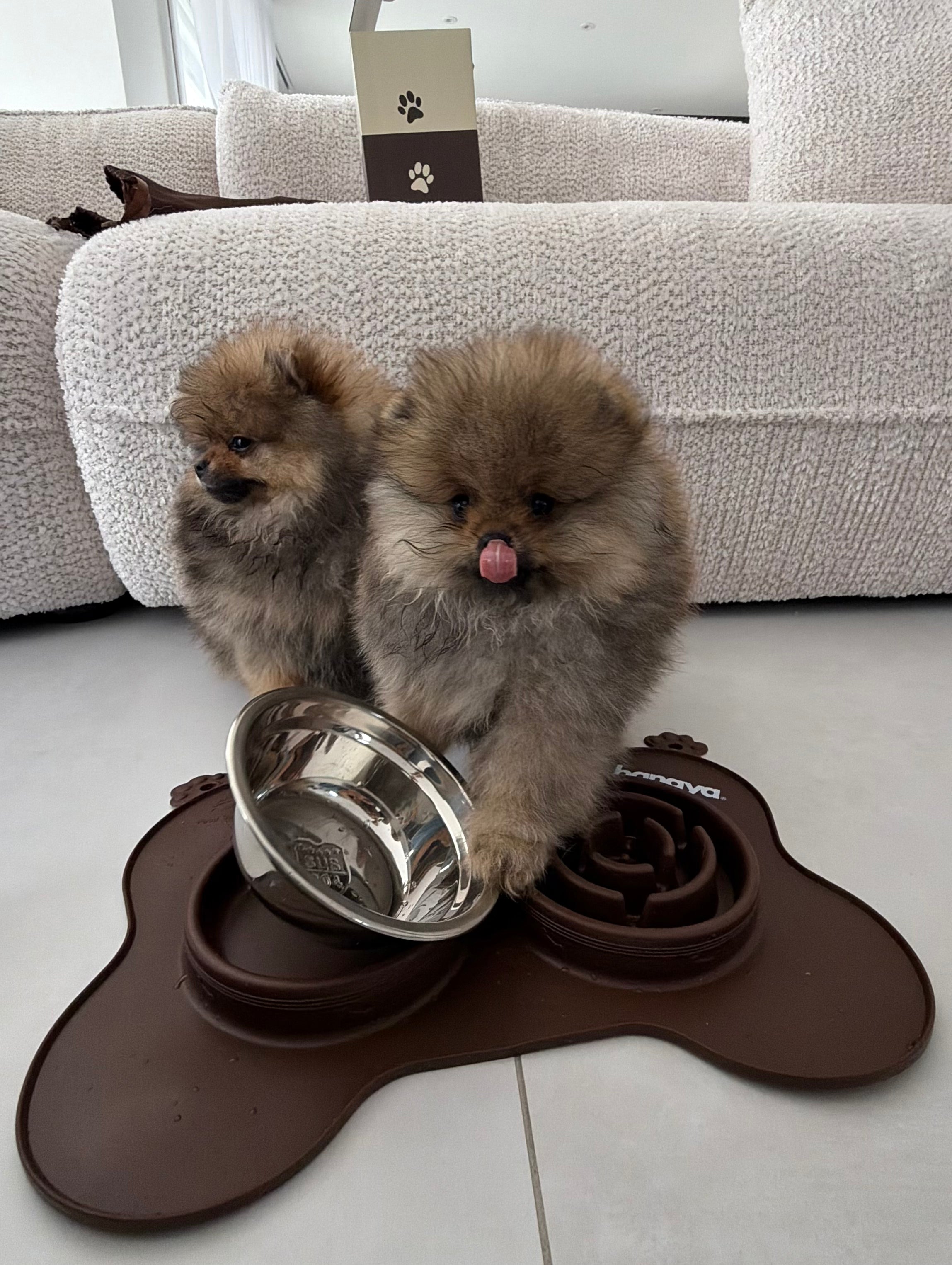 Gamelle Double / Édition limitée (petits chiens / chats )
