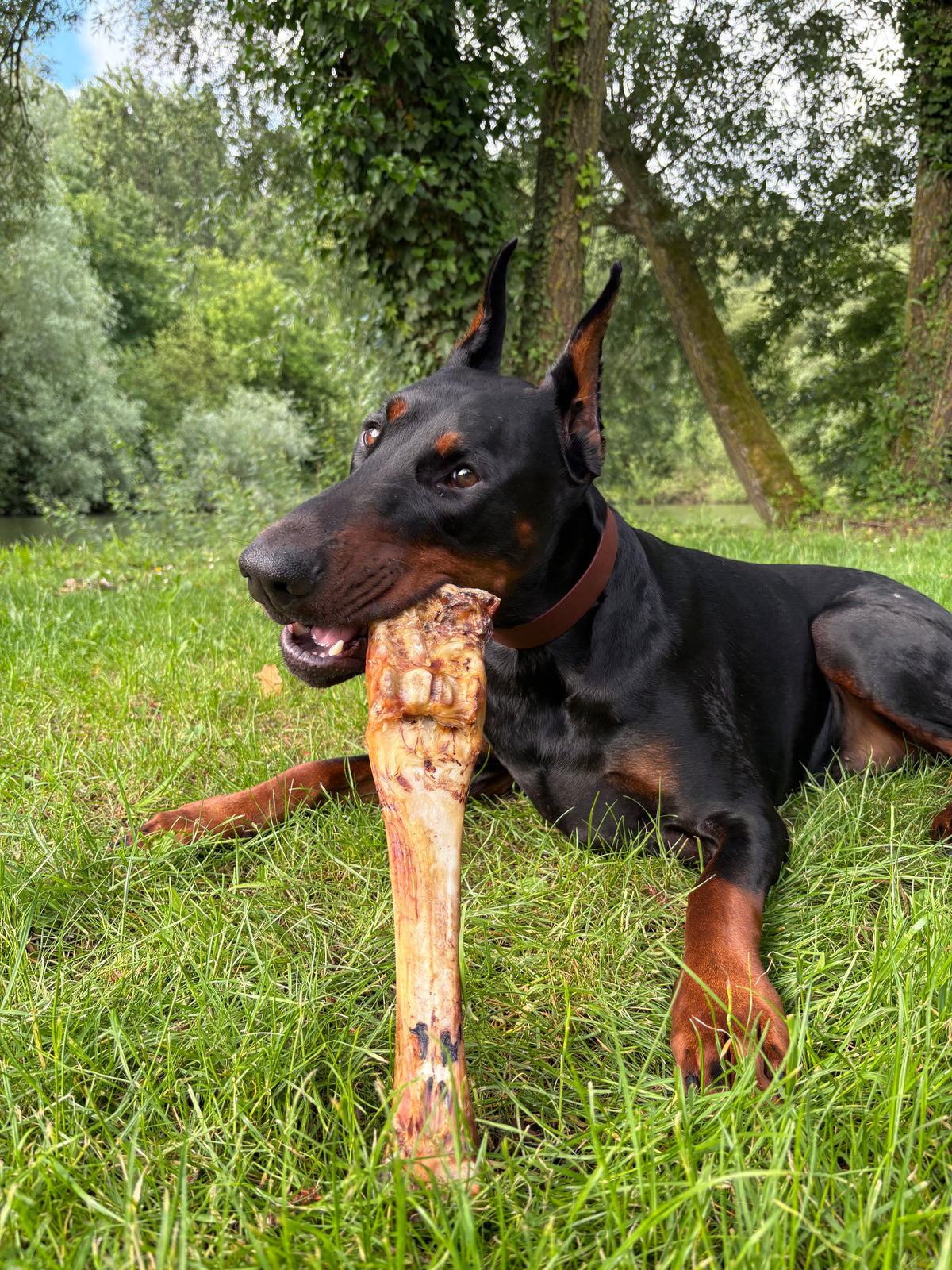 Os de boeuf - pour chien