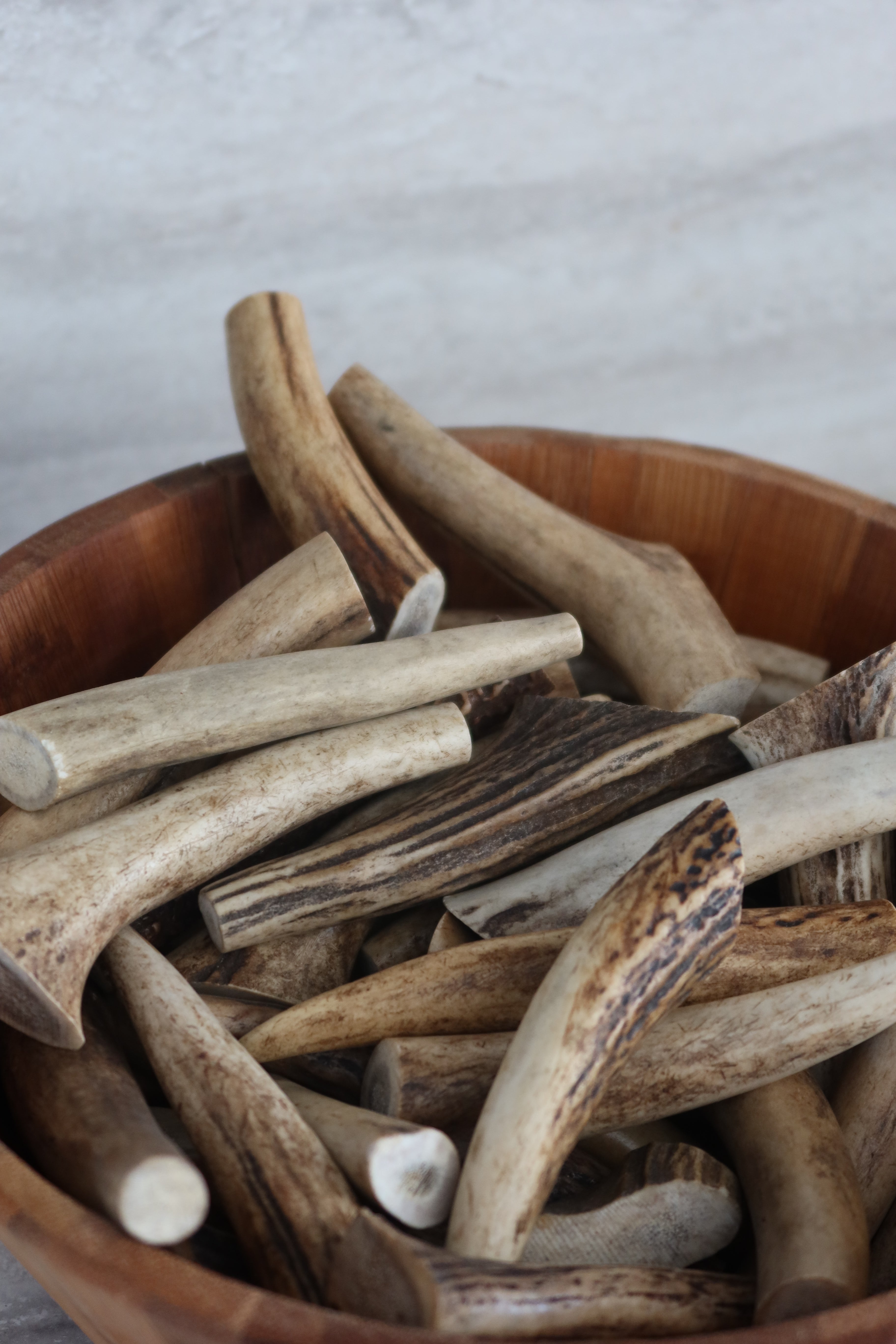 Bois de cerf entier - pour chien