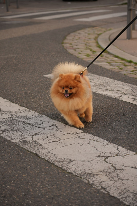 Laisse Prestige noir