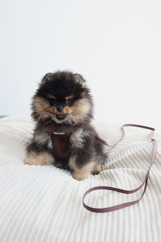 Laisse chocolat chiot / chaton 1,2m