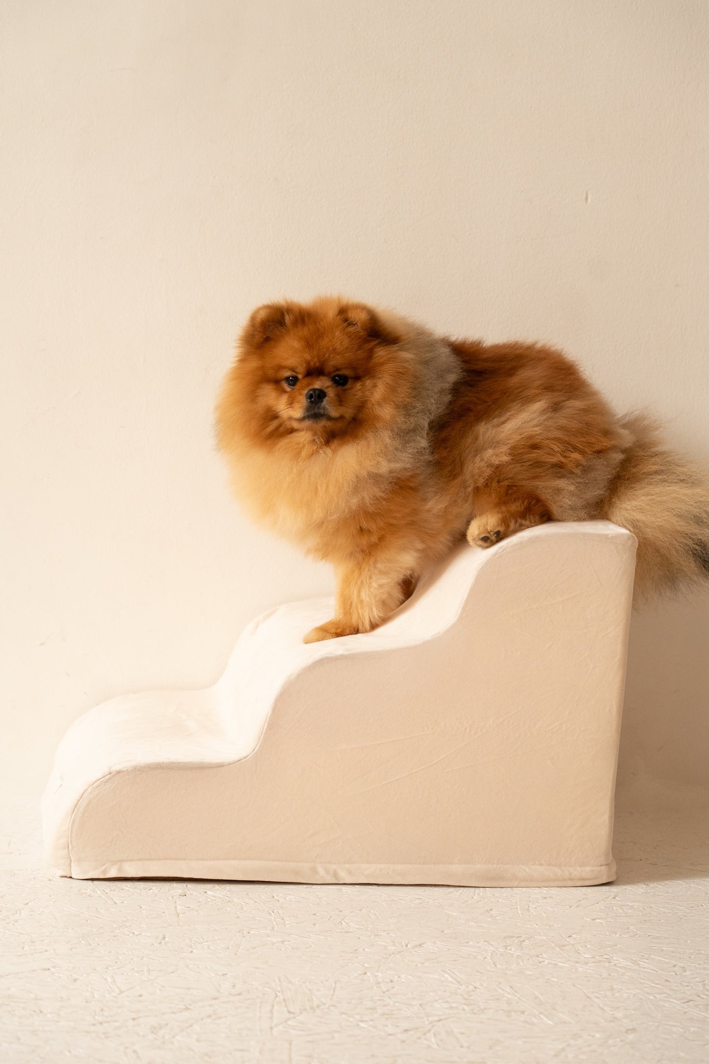 Escalier pour Chien – Coloris Beige