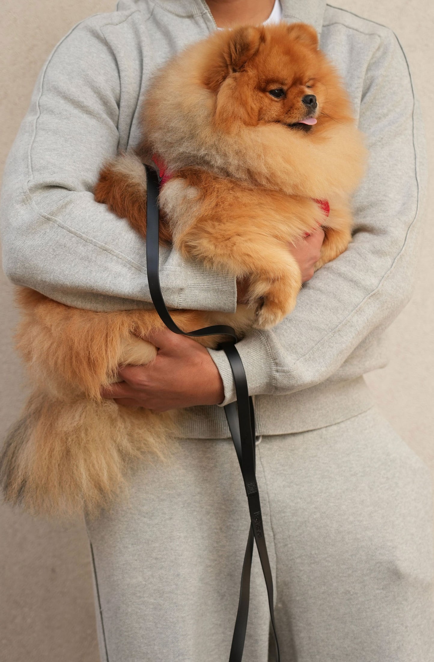 Laisse Prestige noir