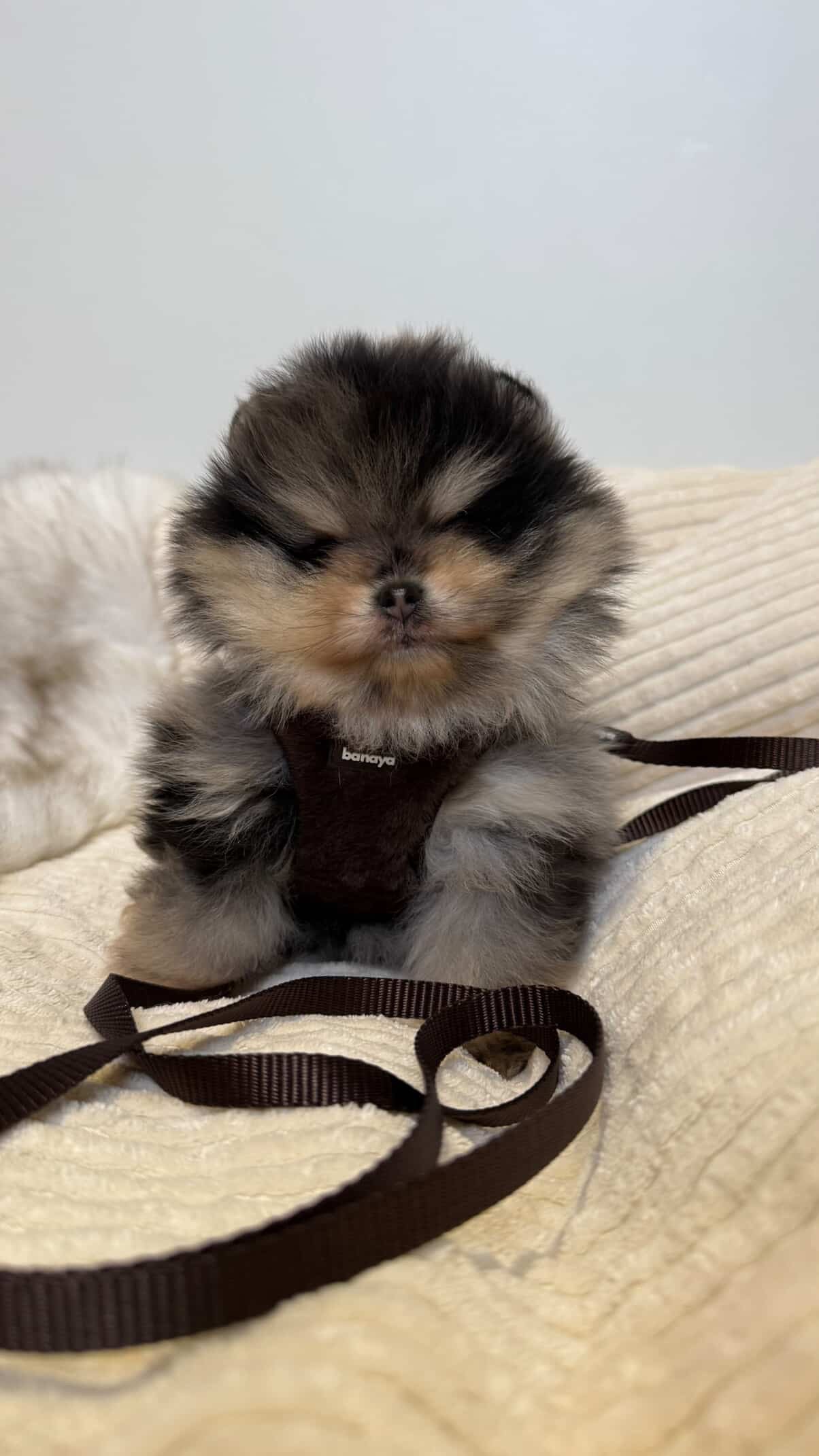 Laisse chocolat chiot / chaton 1,2m