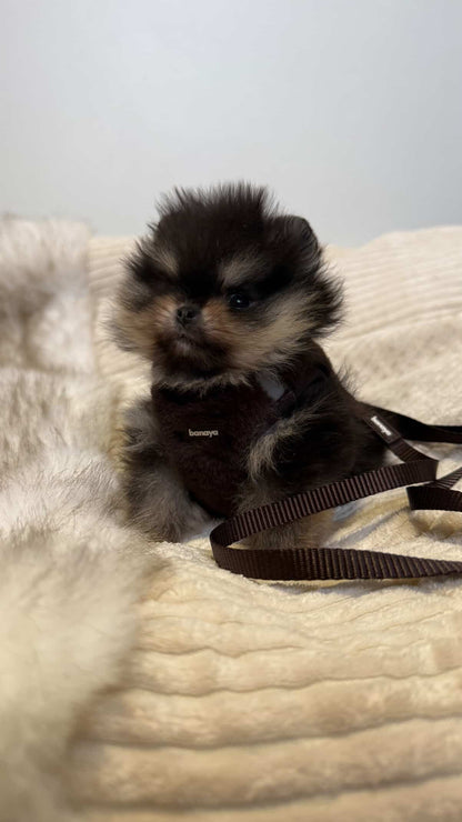 Laisse chocolat chiot / chaton 1,2m