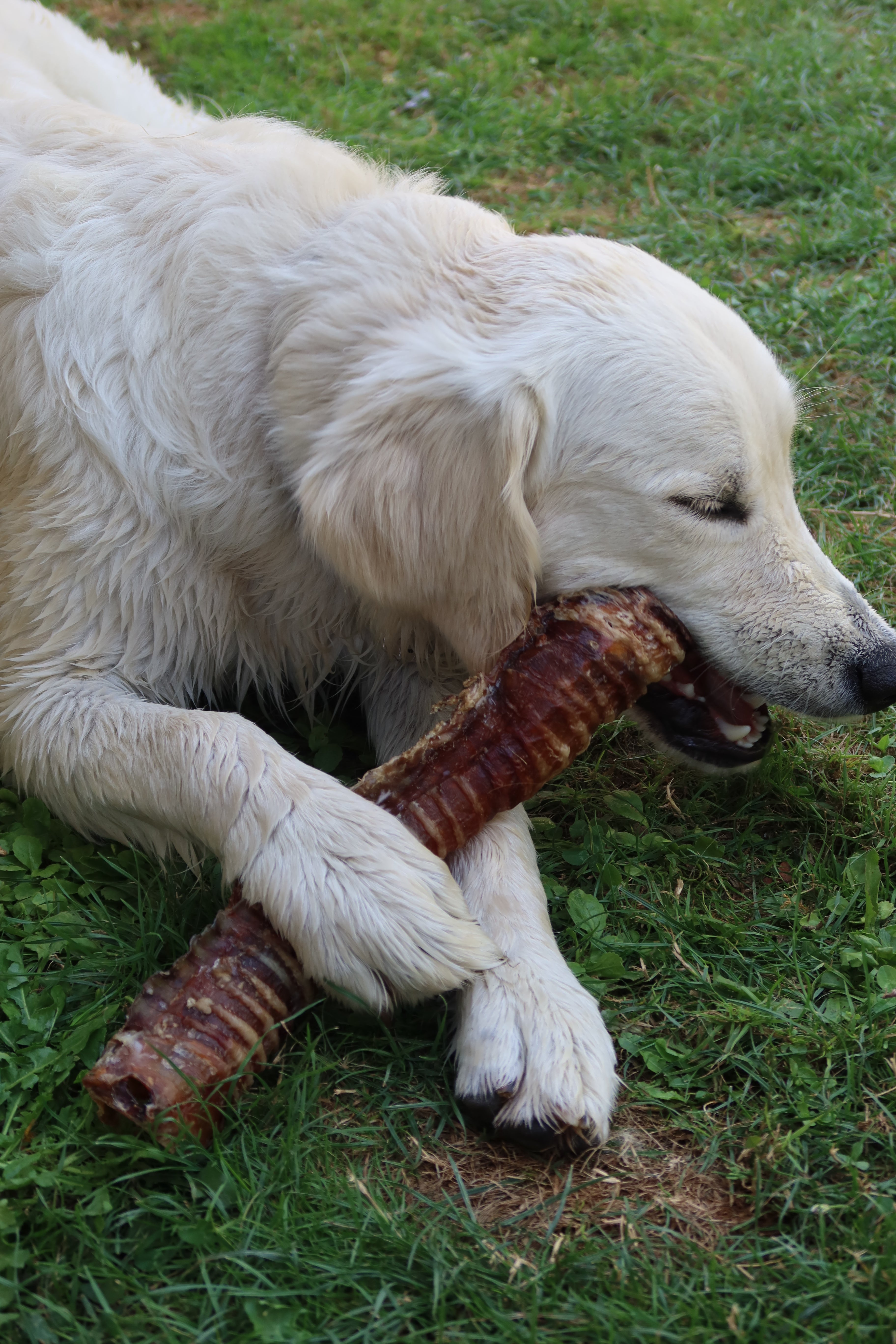 Trachées de boeuf 100g - pour chien