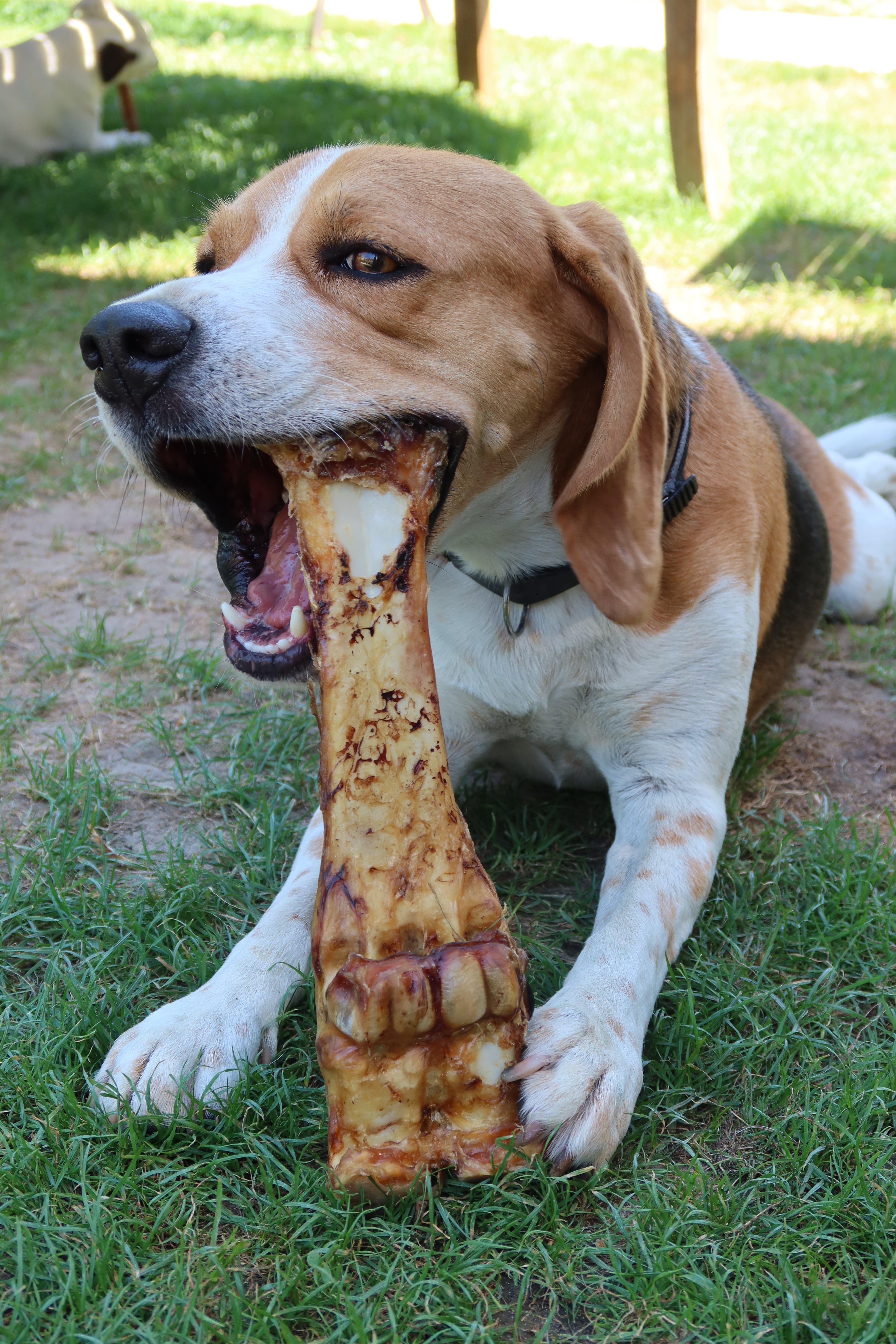 Os de boeuf - pour chien