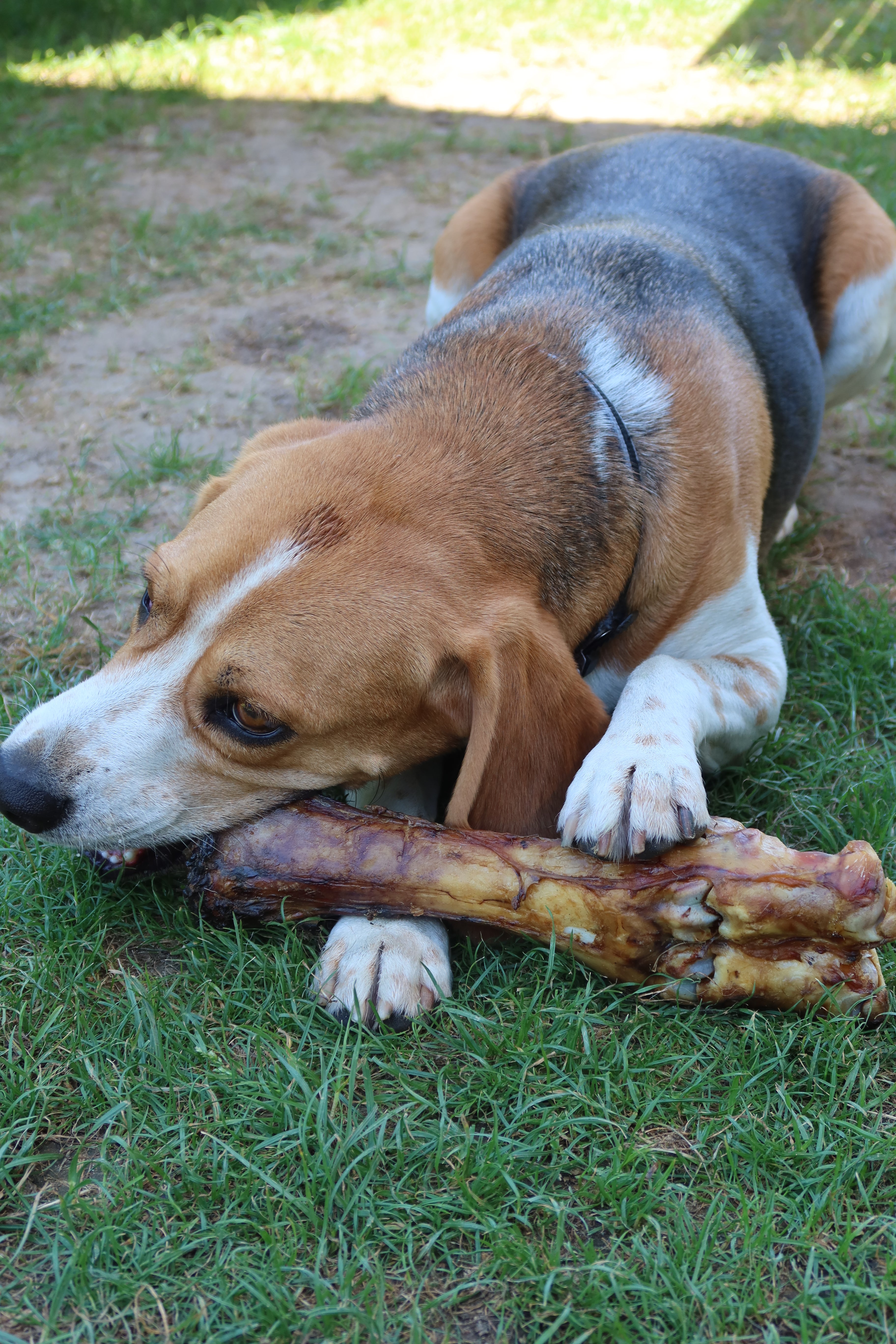 Os de boeuf - pour chien