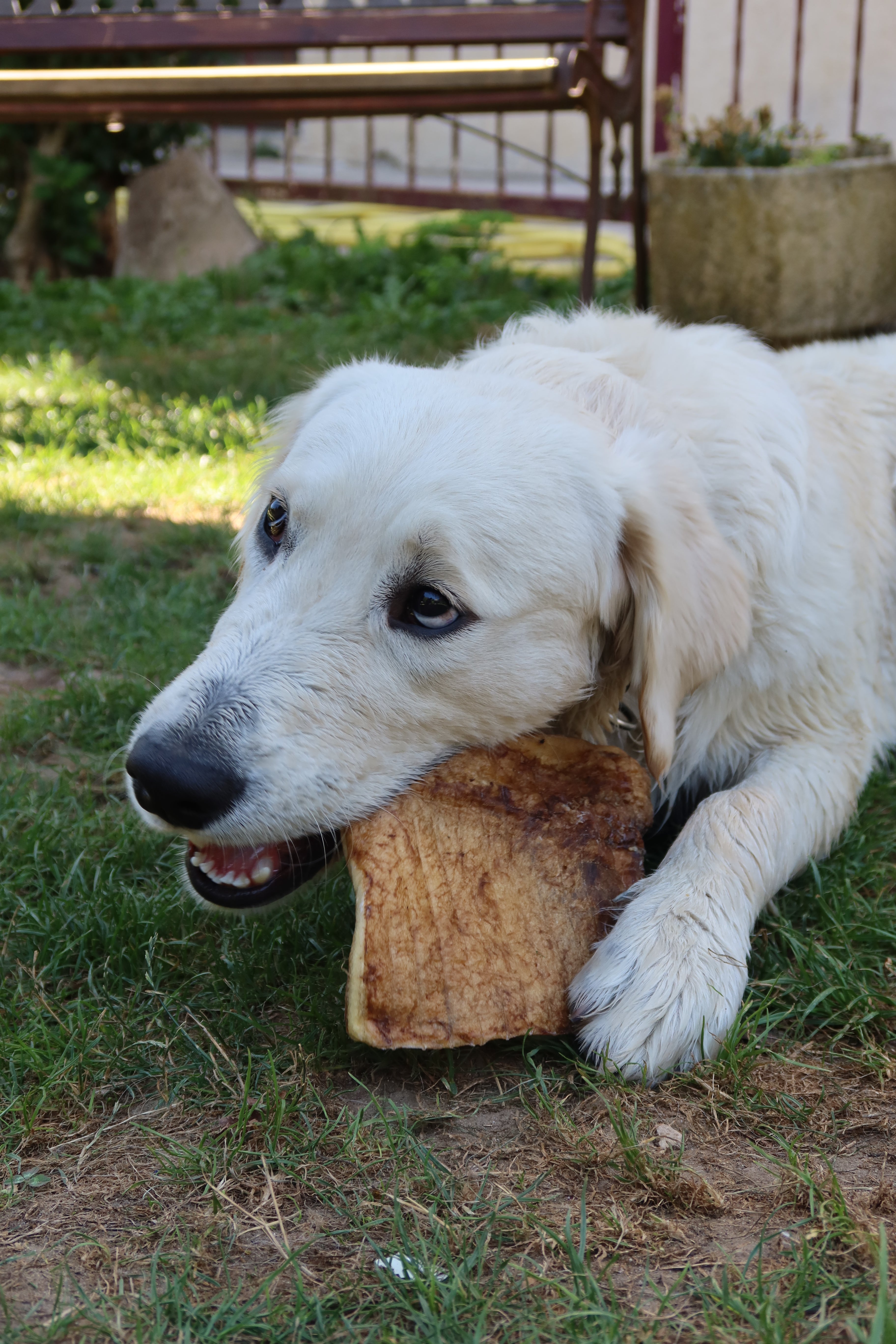 Carré de peau de boeuf - pour chien