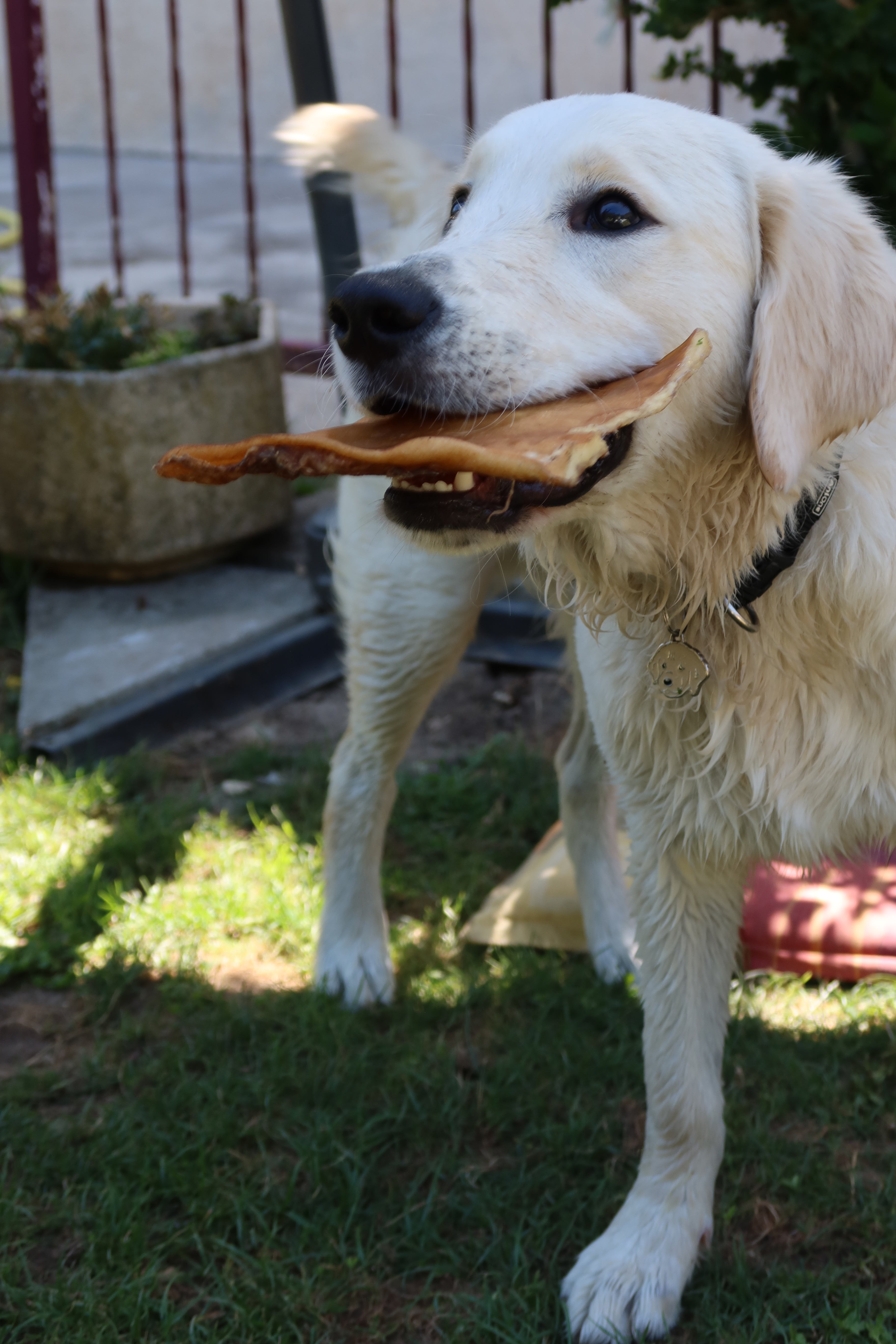 Carré de peau de boeuf - pour chien