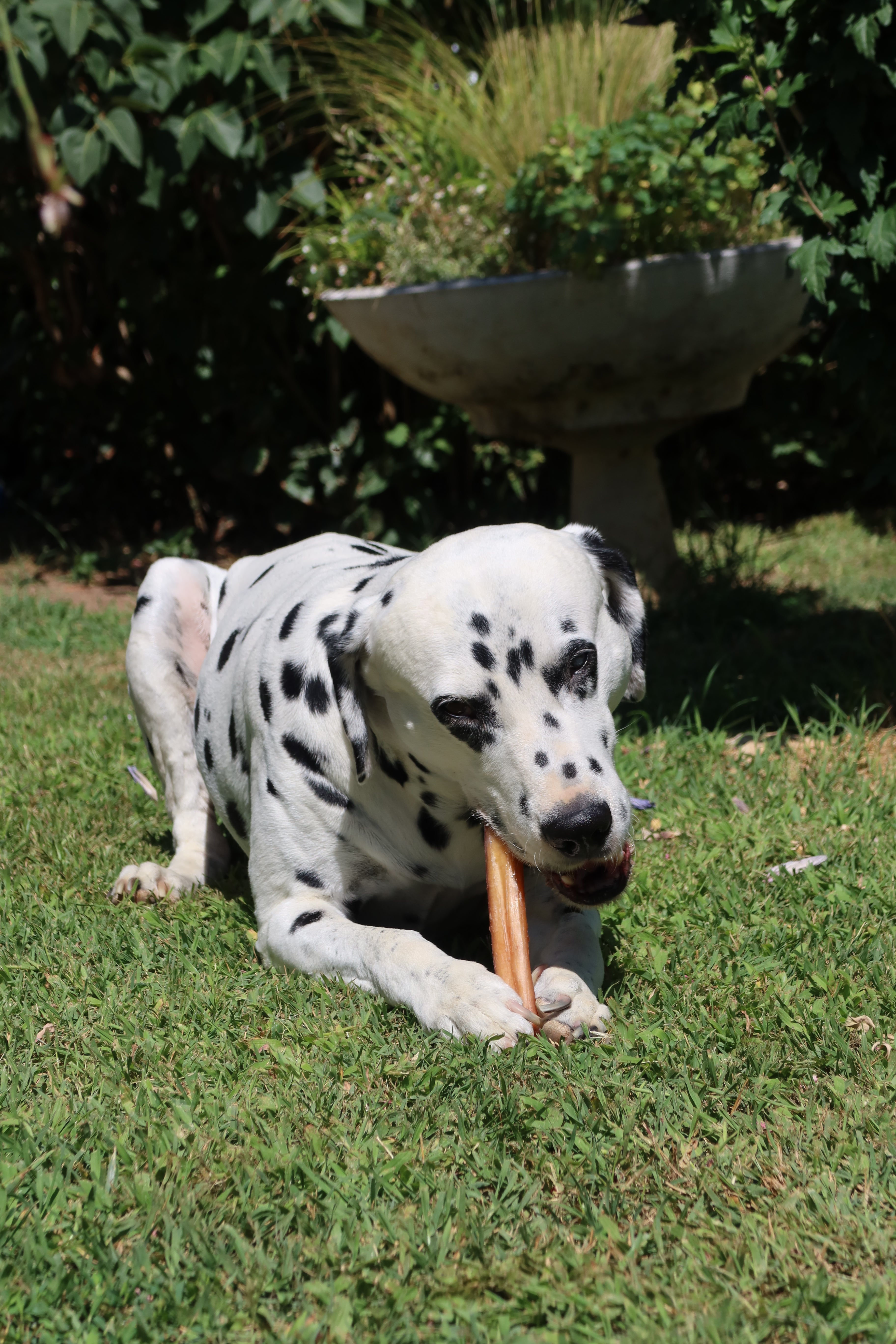 Nerf de Boeuf 20cm - pour chien