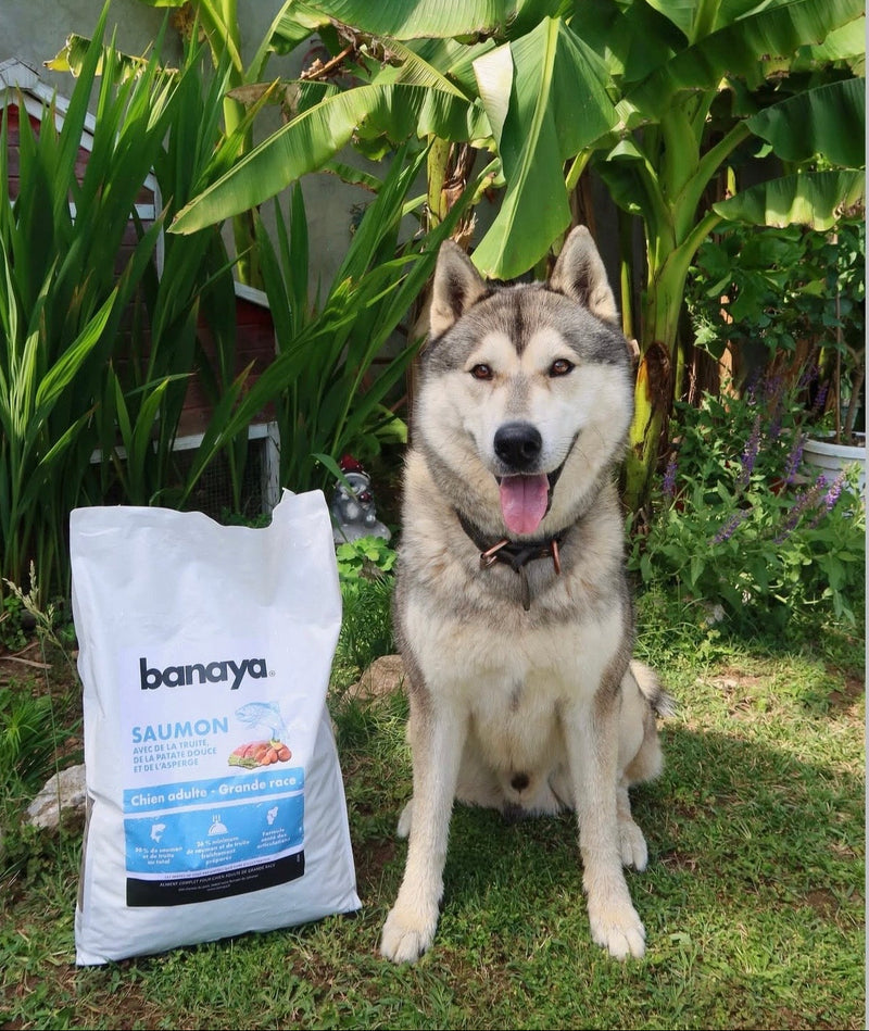 Croquettes Saumon - Chien Adultes Grande Race +25kg