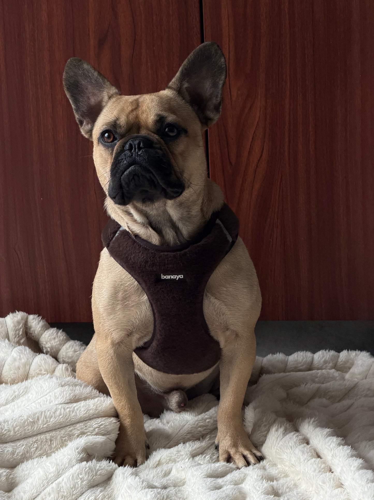 Harnais + Laisse + sac en fourrure