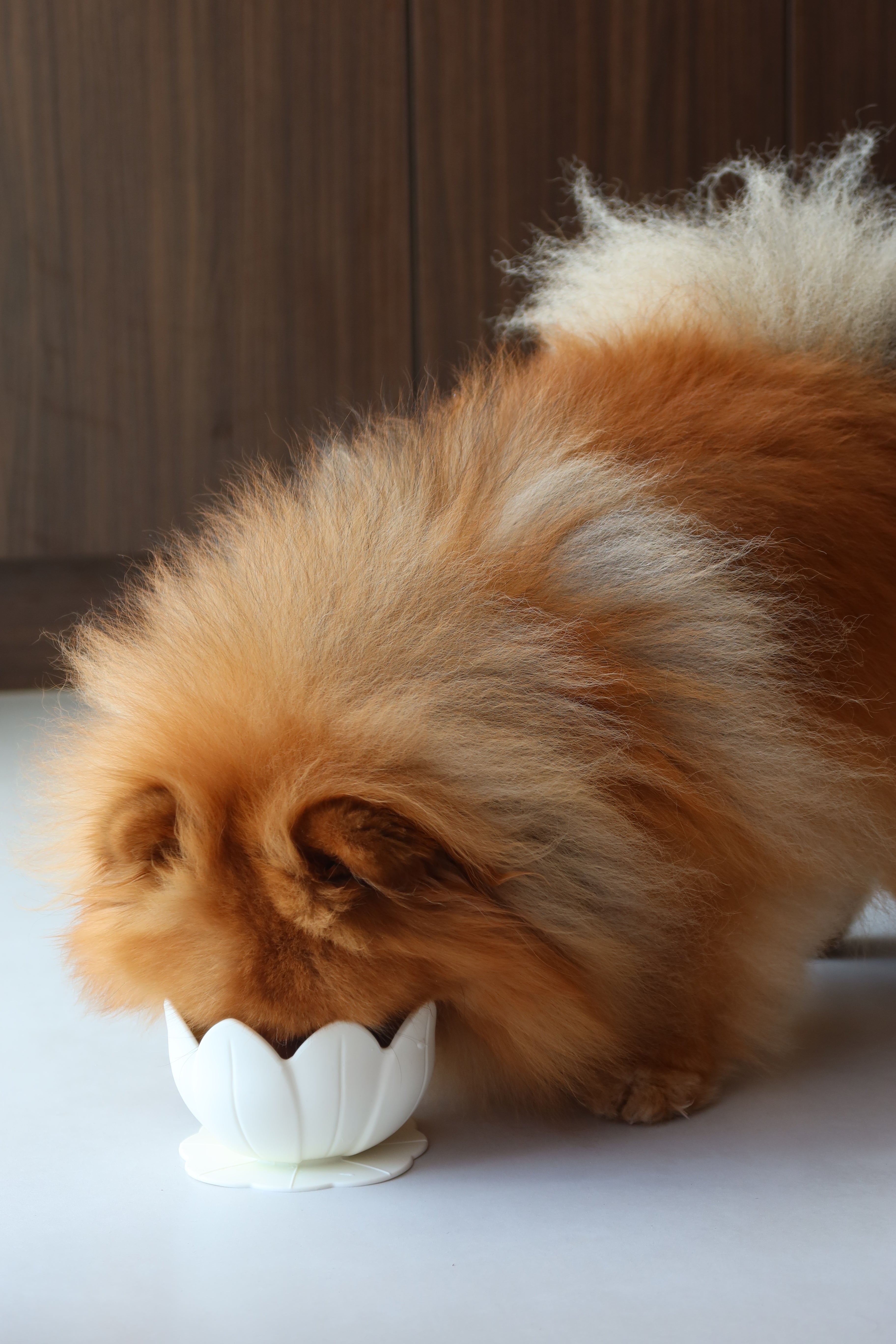 Bol de léchage / Édition limitée (petits chiens)