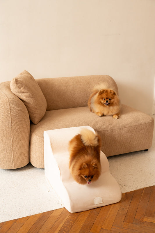 Escalier pour Chien – Coloris Beige