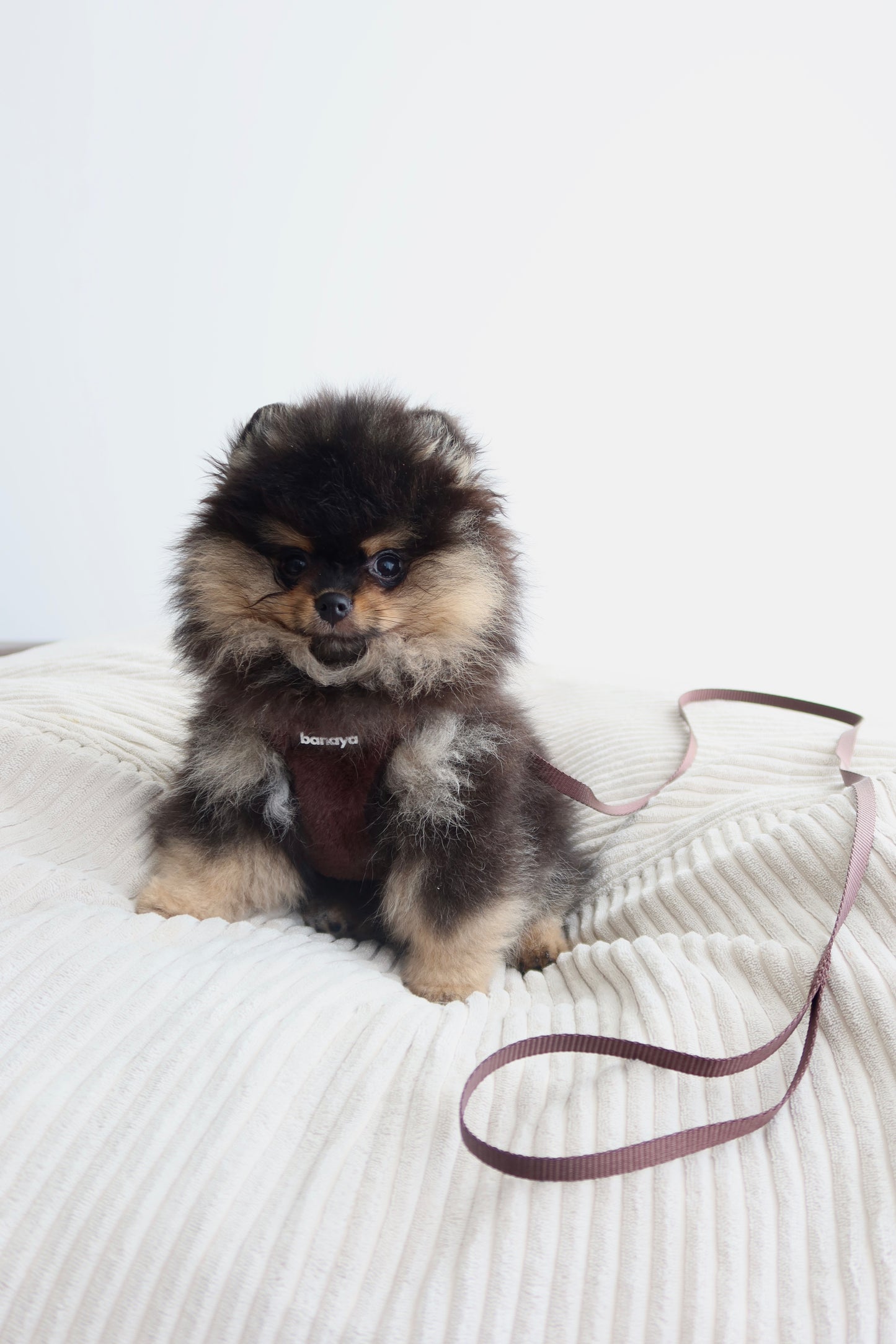 Laisse chocolat chiot / chaton 1,2m