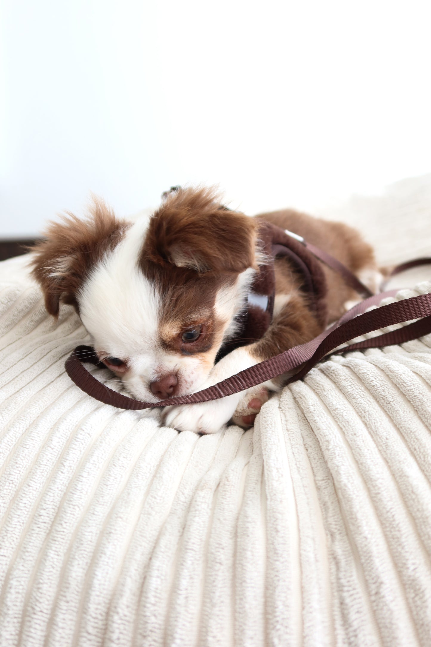 Laisse chocolat chiot / chaton 1,2m