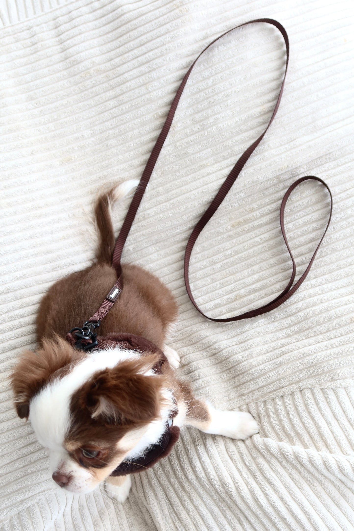 Laisse chocolat chiot / chaton 1,2m