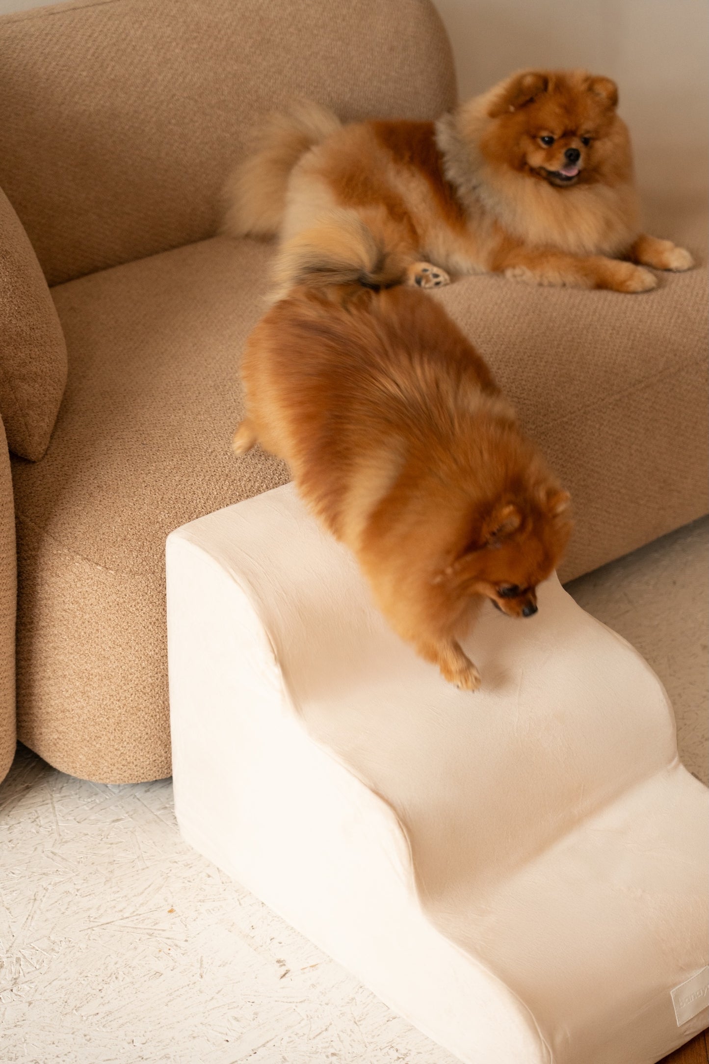 Escalier pour Chien – Coloris Beige