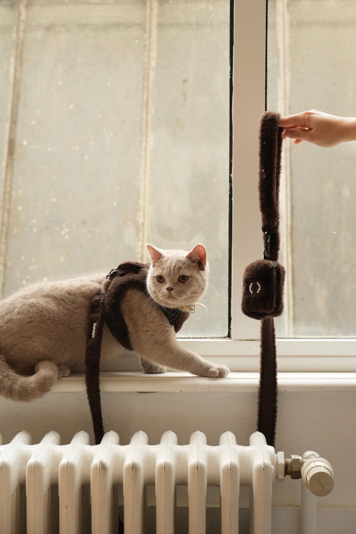 Harnais + Laisse + sac en fourrure