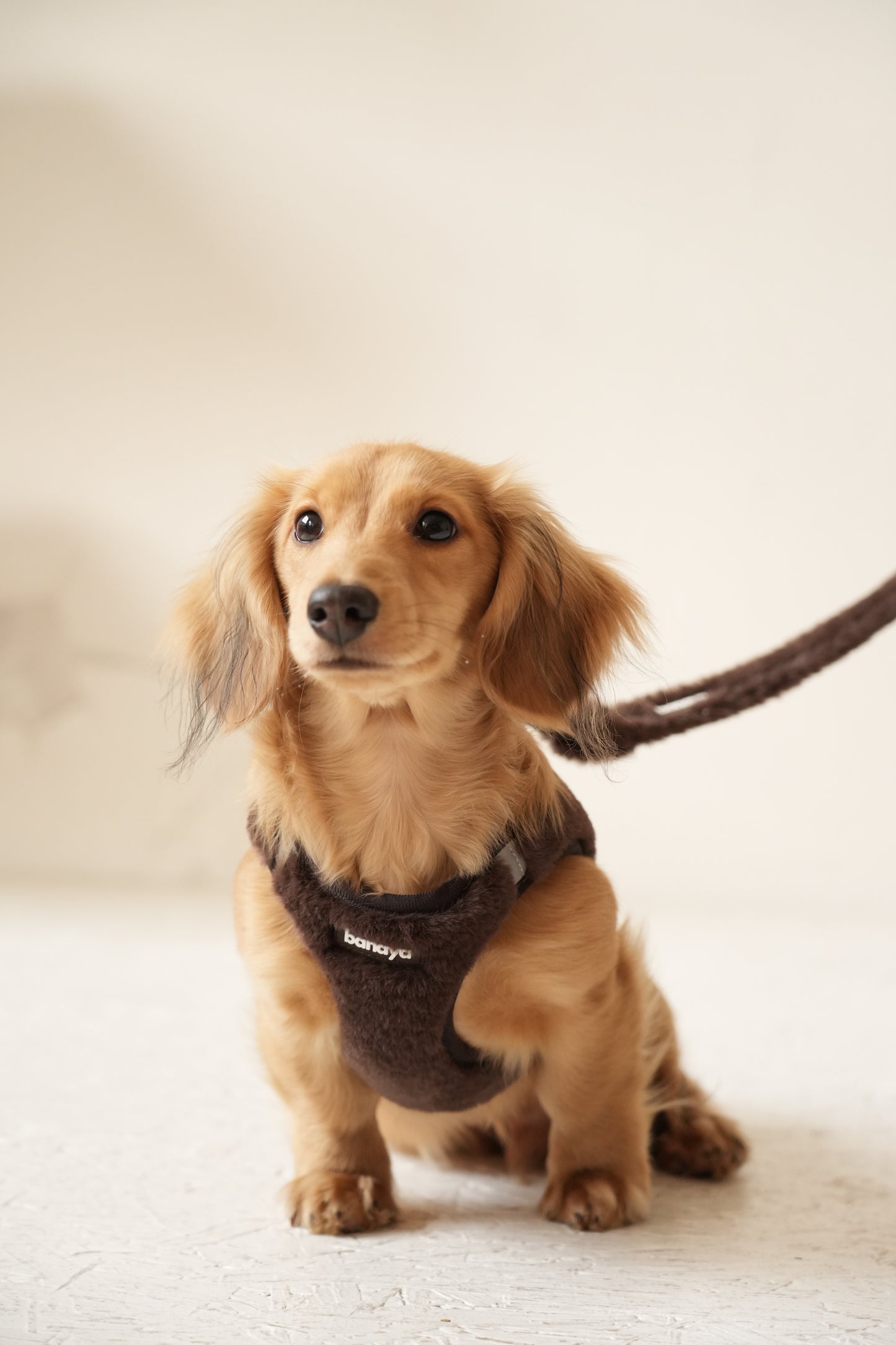 Harnais + Laisse + sac en fourrure