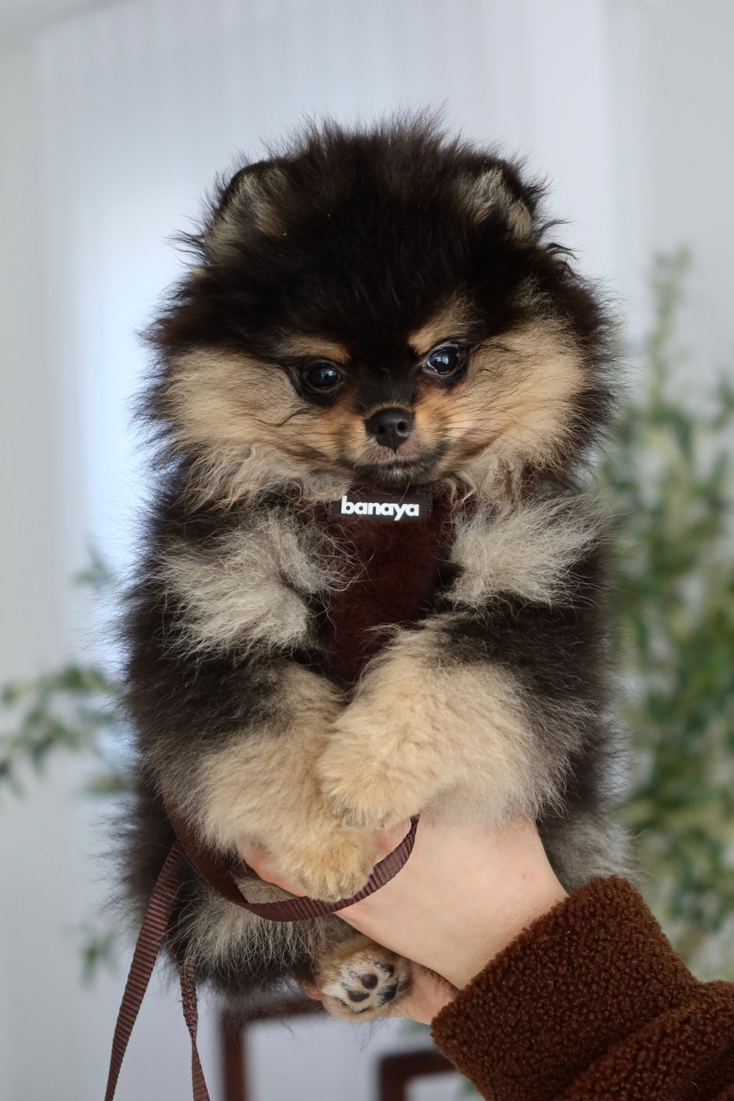 Harnais + Laisse + sac en fourrure