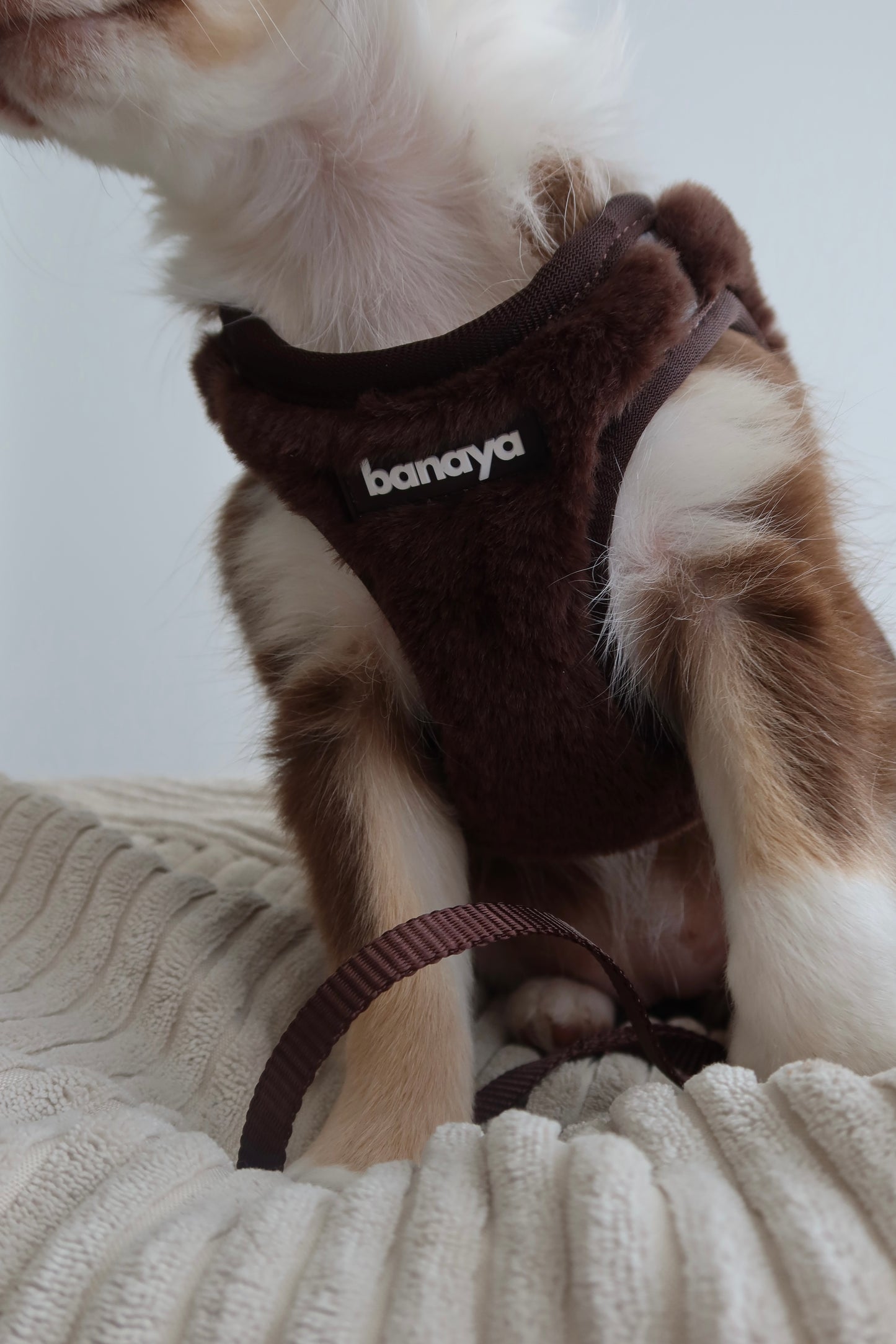 Harnais + Laisse + sac en fourrure