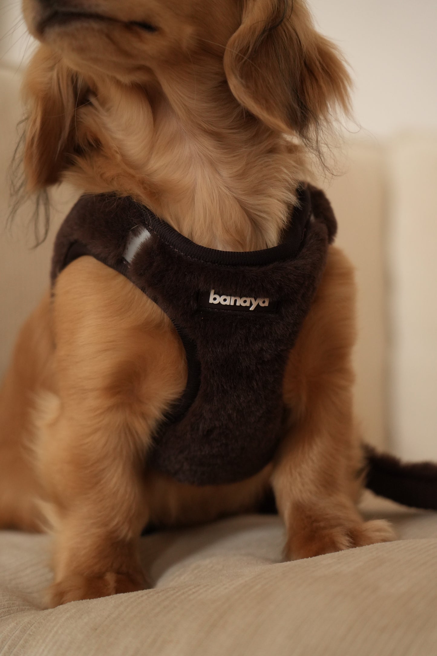 Harnais + Laisse + sac en fourrure