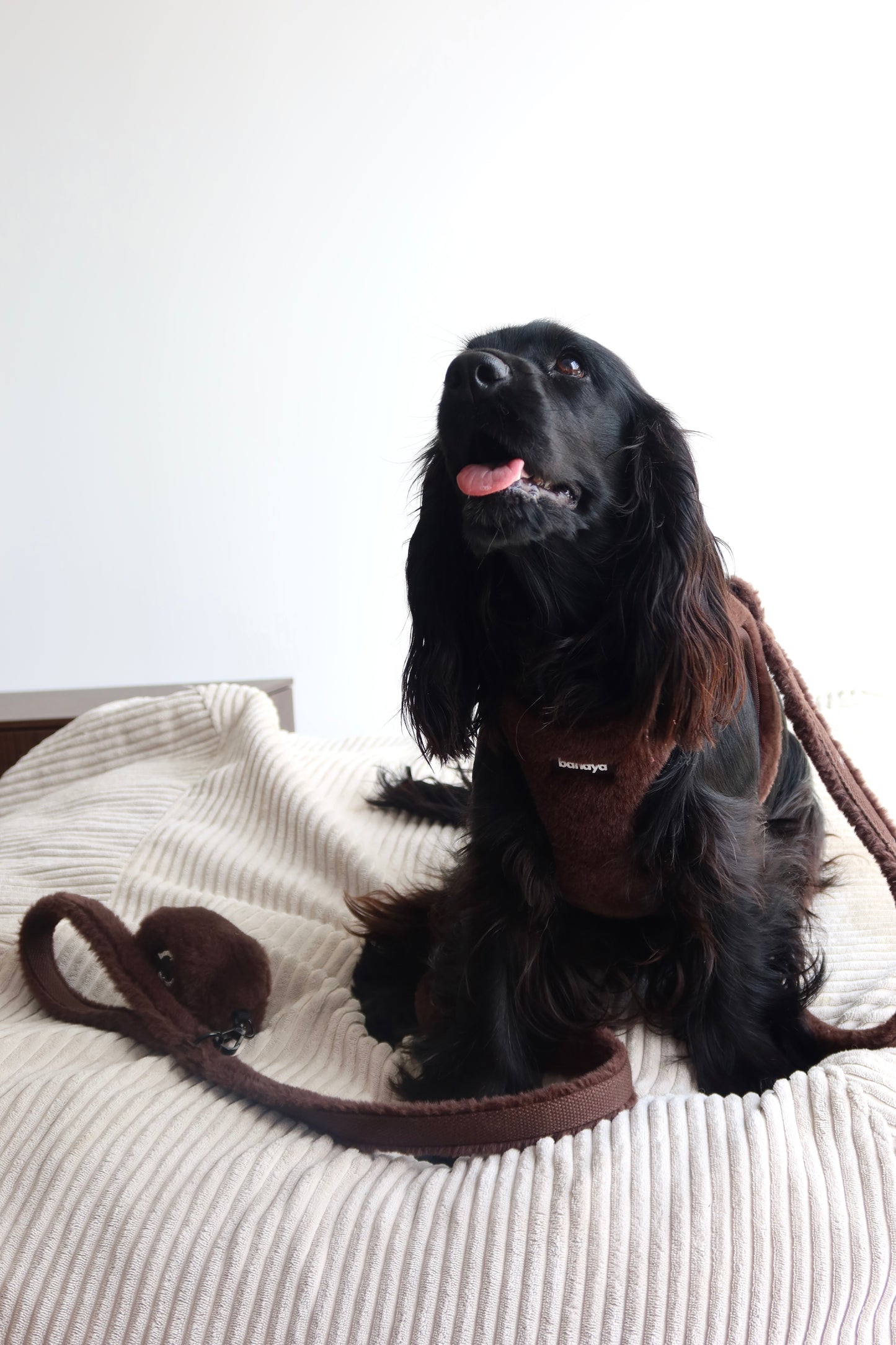 Harnais + Laisse + sac en fourrure